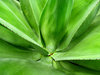 barbed & green4