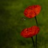 Poppies - Papaver