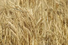 agriculture