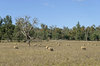 agriculture