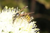 Wasp