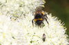 Bumble bee on Blossom