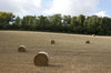 Harvested field