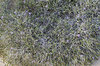 Sand dune plant