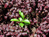 abstract garden background4