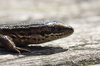 Lizard