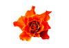 Vibrant Rose