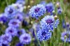 Cornflowers