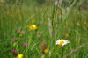 meadow