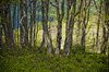 in forest