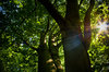 sun ray
