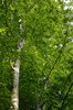 treetop
