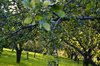 orchard