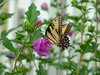 Flutter Delight
