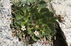 Rock plants