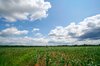 Agricultural Landscape