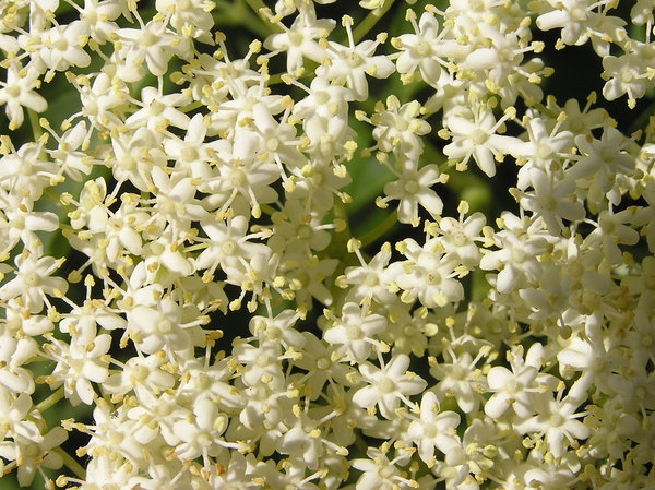 Flowers: Flowes on a tree.