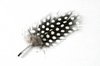 Polkadot Feather Close-up