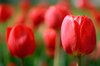 Red Tulips