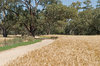 agriculture
