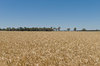 agriculture