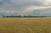 agriculture