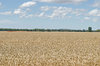 agriculture
