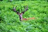 Deer in park