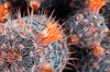 Cactus Close-up