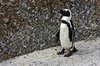 African Penguin