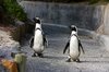 African Penguins