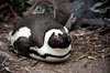African Penguin