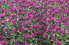 Pink flowers