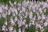 Pink flowers