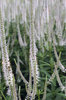 White flowers