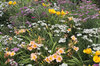 Mixed summer flowers