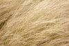 Ornamental grass texture