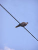Bird on a wire