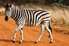 Strutting Zebra