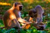 Vervet Monkeys Abstract