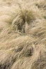 Ornamental grass texture