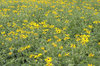 Yellow flowers