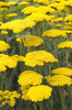 Yellow flowers
