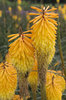Kniphofia flowers