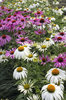 Summer flowers