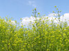 Herbs