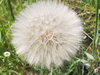 Dandelion pappi