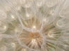 Dandelion pappi