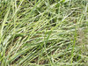 Fresh grass