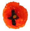 Papaver
